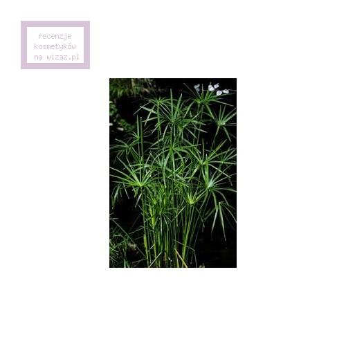 Comme des Garcons Series 1: Leaves, Calamus EDT - opinie | zdjęcie do recenzji od 37_agnieszka - 1